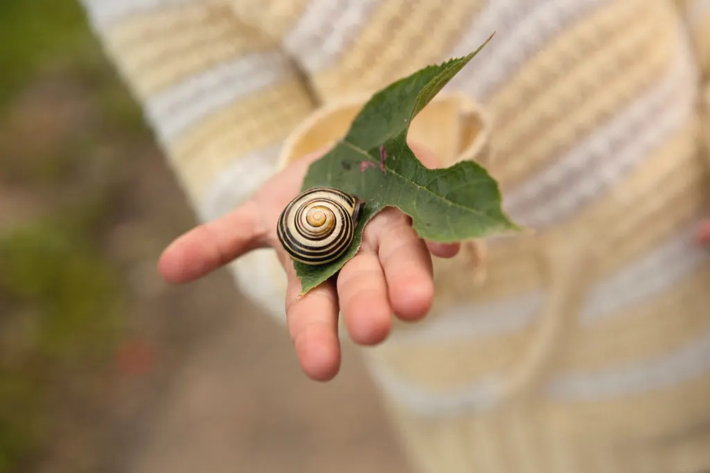A small hand in a knitted cardigan holds a striped garden snail on a green leaf